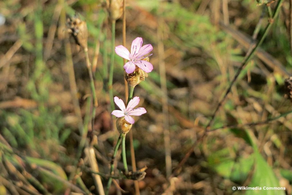 Sprossende Felsennelke (Petrorhagia prolifera), lila Wiesenblume