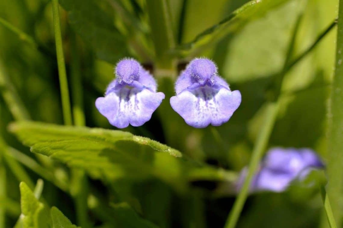 Sumpf-Helmkraut (Scutellaria galericulata)