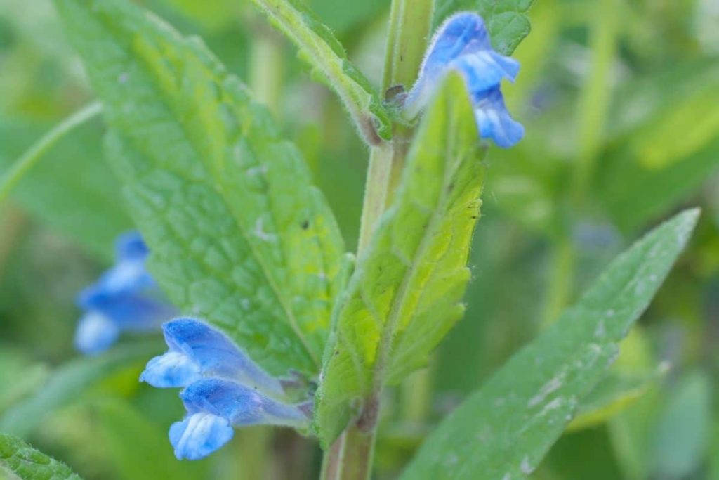 Sumpf-Helmkraut (Scutellaria galericulata), blaue Wiesenblume