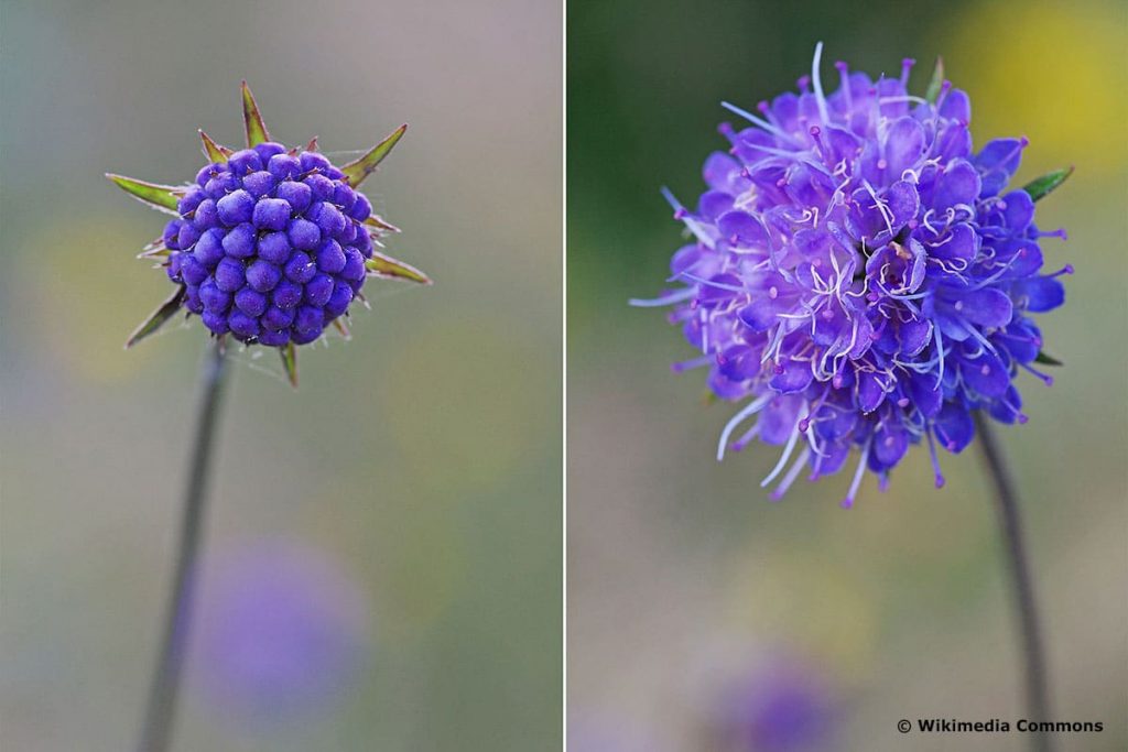 Teufelsabbiss (Succisa pratensis)