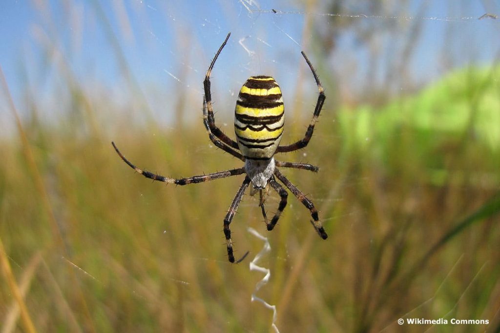 Tigerspinne (Argiope bruennichi)