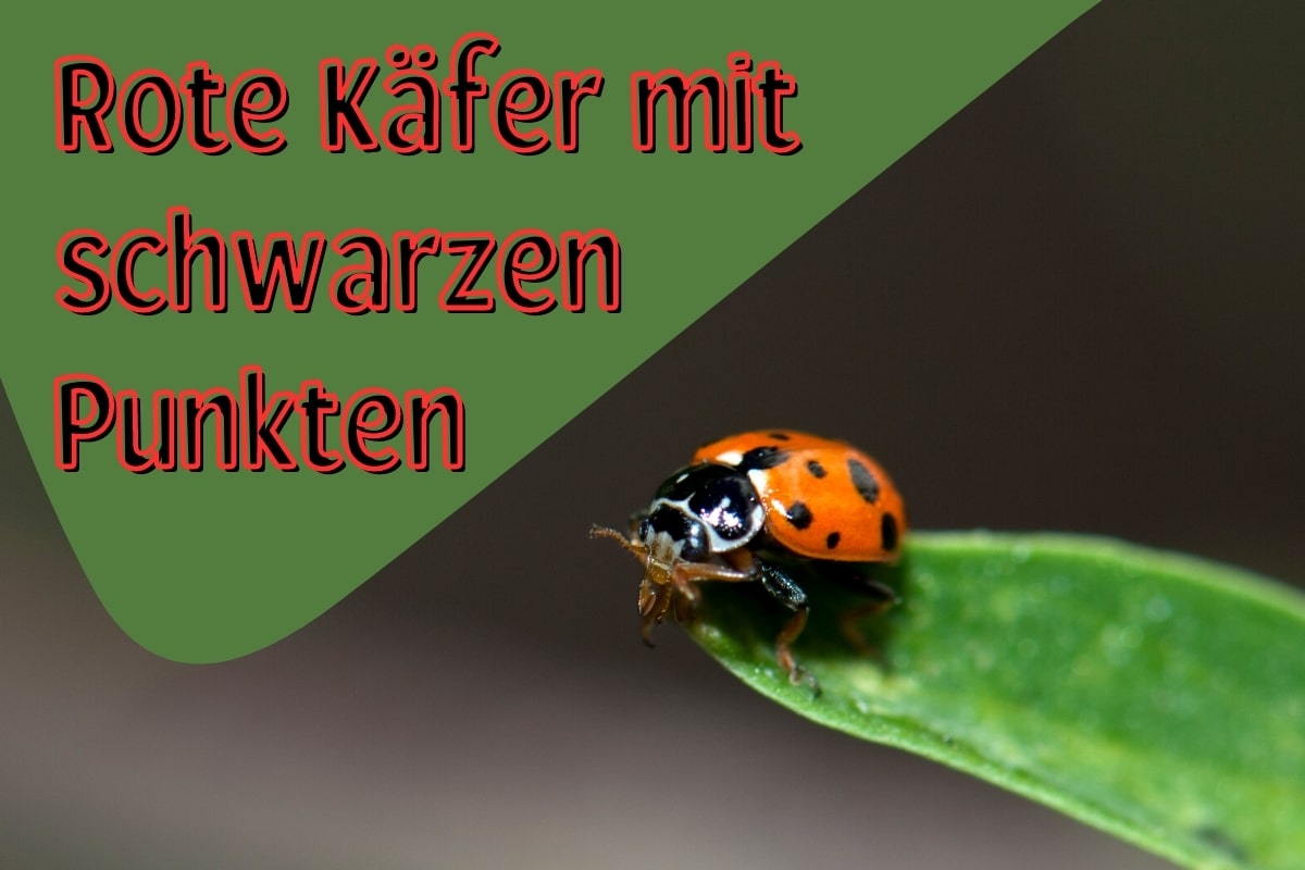 Roter Käfer mit schwarzen Punkten - Titel