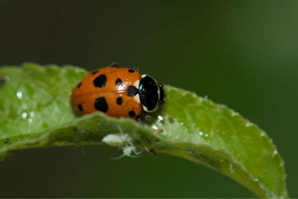 Variabler Flach-Marienkäfer (Hippodamia variegata)