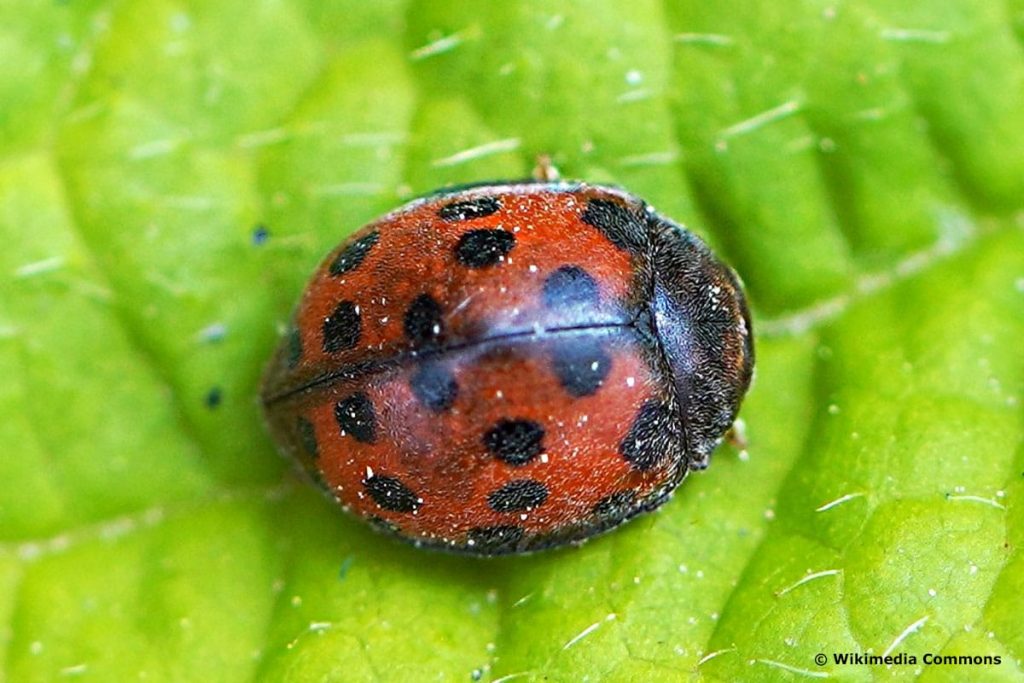 Vierundzwanzigpunkt-Marienkäfer (Subcoccinella vigintiquatuorpunctata), roter Käfer mit schwarzen Punkten