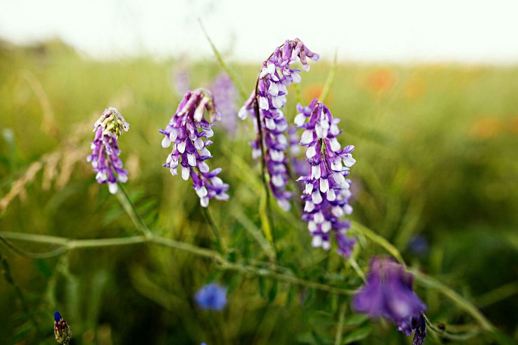 Vogel-Wicke (Vicia cracca)