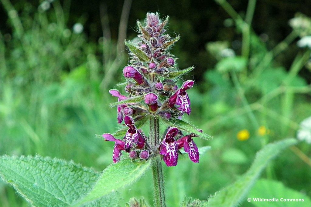 Wald-Ziest (Stachys sylvatica)