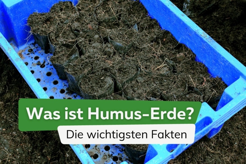 Was ist Humus-Erde? | Humusboden an Fakten erklärt