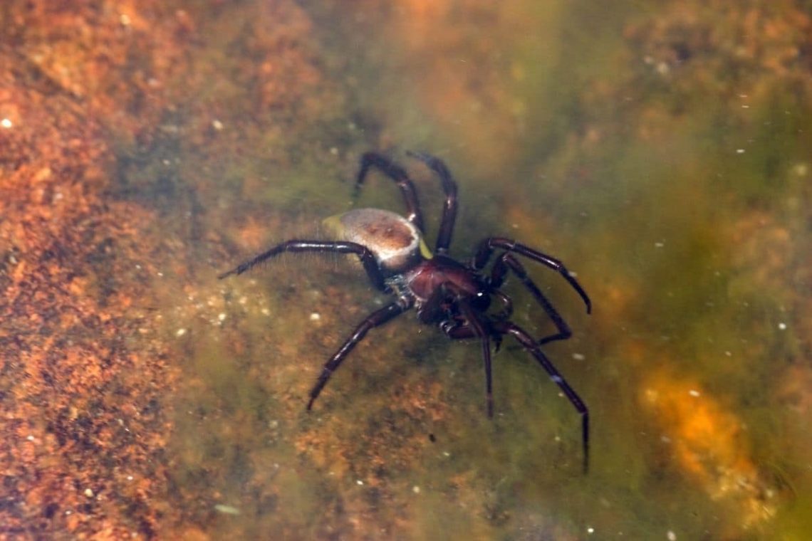 Silberspinne, Wasserspinne (Argyroneta aquatica)