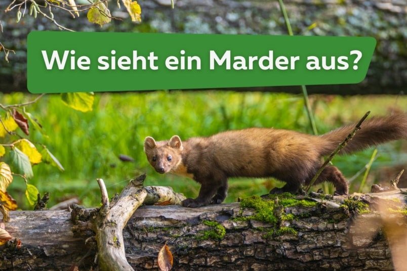 Wie sieht ein Marder aus? | Bilder von Mardern