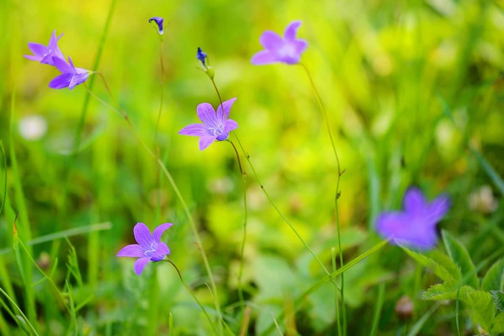 Wiesen-Glockenblume (Campanula patula)