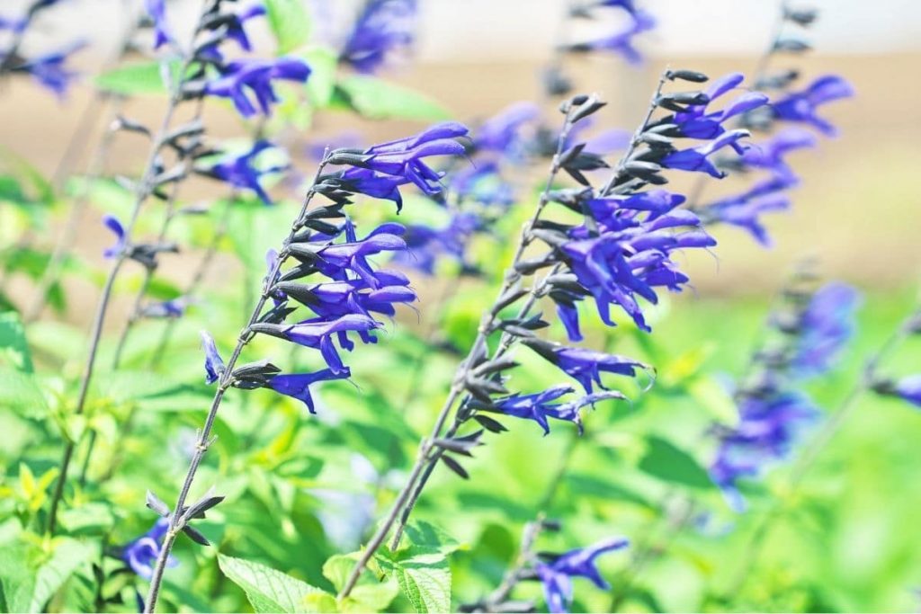 Wiesen-Salbei (Salvia pratensis), blaue Wiesenblume