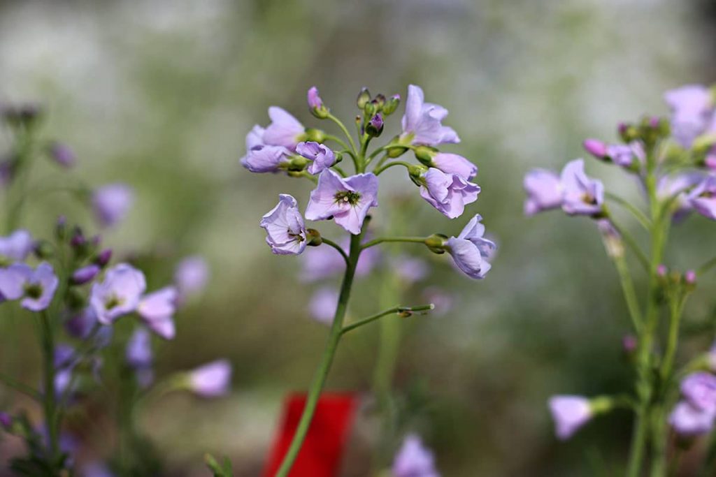 Wiesen-Schaumkraut (Cardamine pratensis)