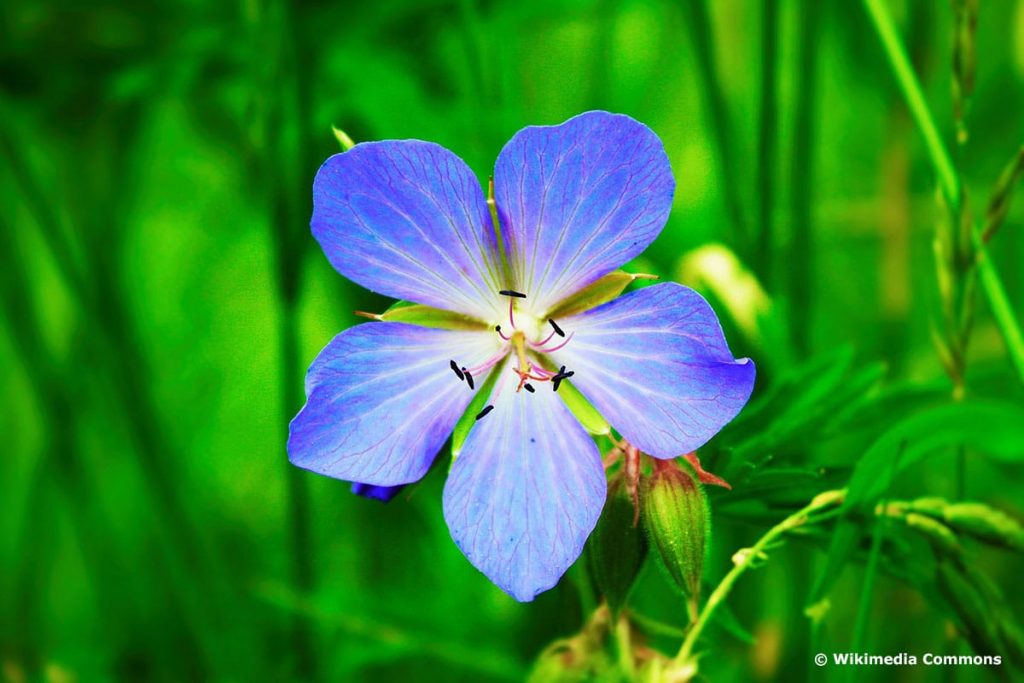 Wiesen-Storchenschnabel (Geranium pratense), blaue Wiesenblume