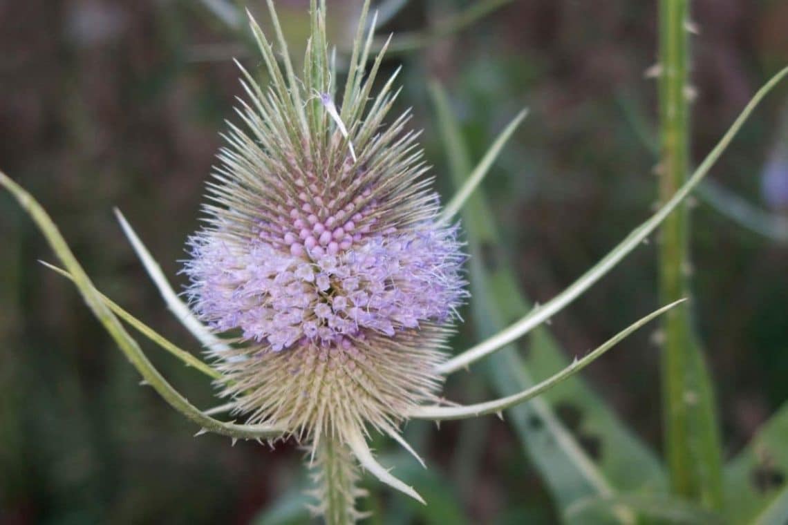 Wilde Karde (Dipsacus fullonum), lila Wiesenblume