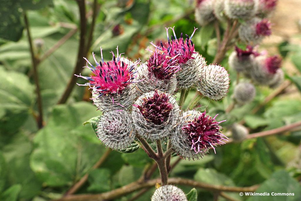 Wollkopf-Klette (Arctium tomentosum)