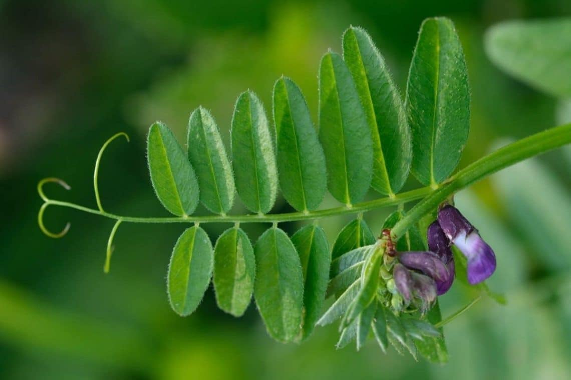 Zaun-Wicke (Vicia sepium), lila Wiesenblume