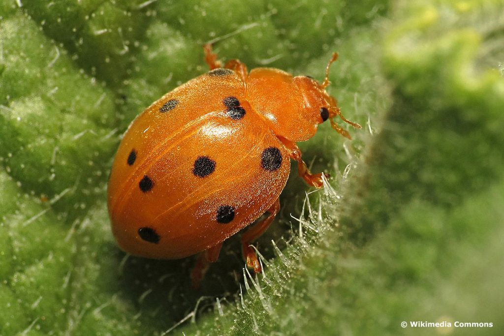 Zaunrüben-Marienkäfer (Henosepilachna argus), roter Käfer mit schwarzen Punkten