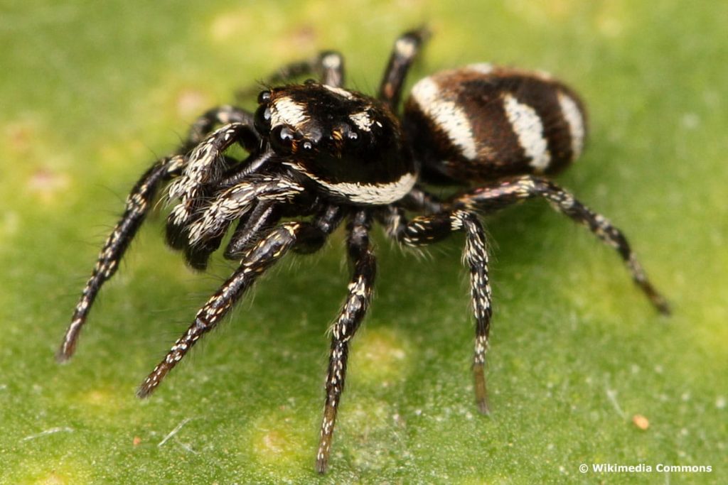 Zebraspinne (Salticus scenicus)