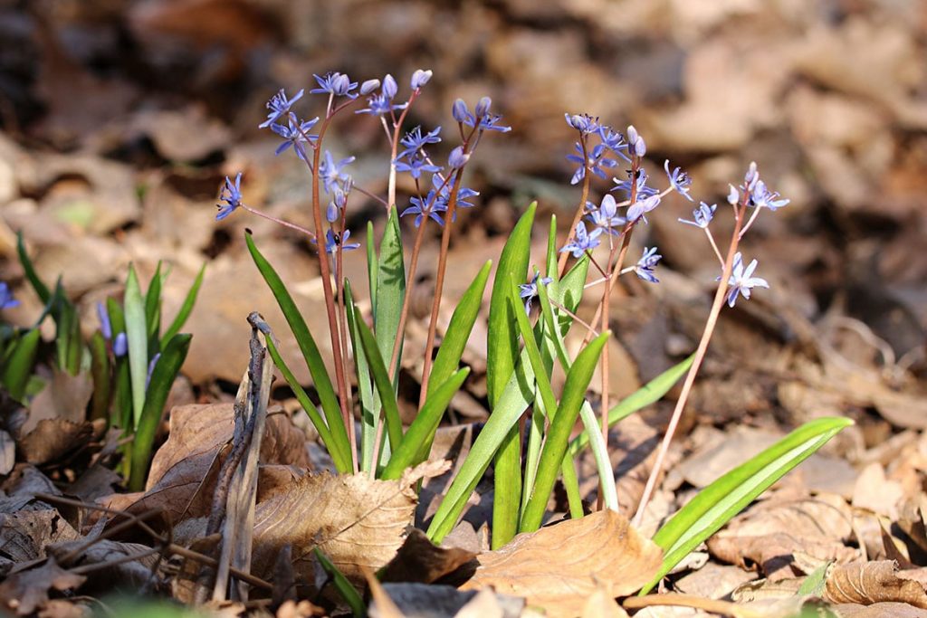 Zweiblättriger Blaustern (Scilla bifolia)