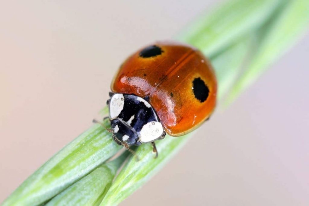 Zweipunkt-Marienkäfer (Adalia bipunctata)