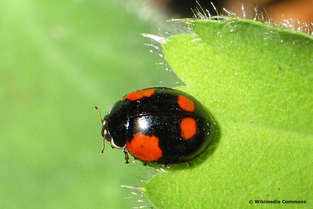 Zweipunkt-Marienkäfer (Adalia bipunctata), schwarzer Käfer mit Flügeln