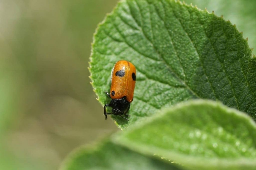 Zweipunktiger Fallkäfer (Cryptocephalus bipunctatus)