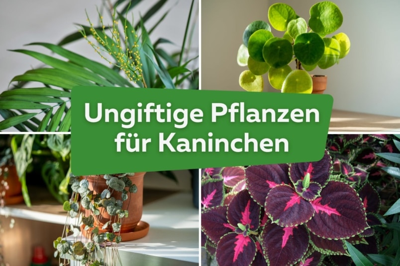 29 ungiftige Pflanzen für Kaninchen