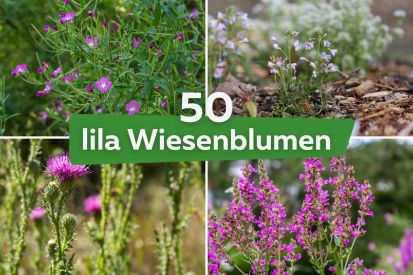 50 heimische lila Wiesenblumen mit Bild