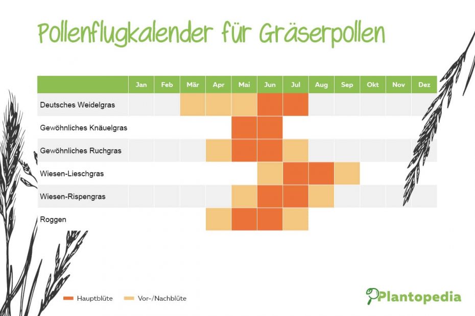 Pollensaison Gräserpollen-Allergie & Blütezeit: Pollenkalender zum Download