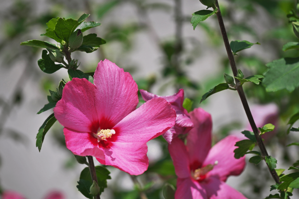 Garteneibisch (Hibiscus syriacus)