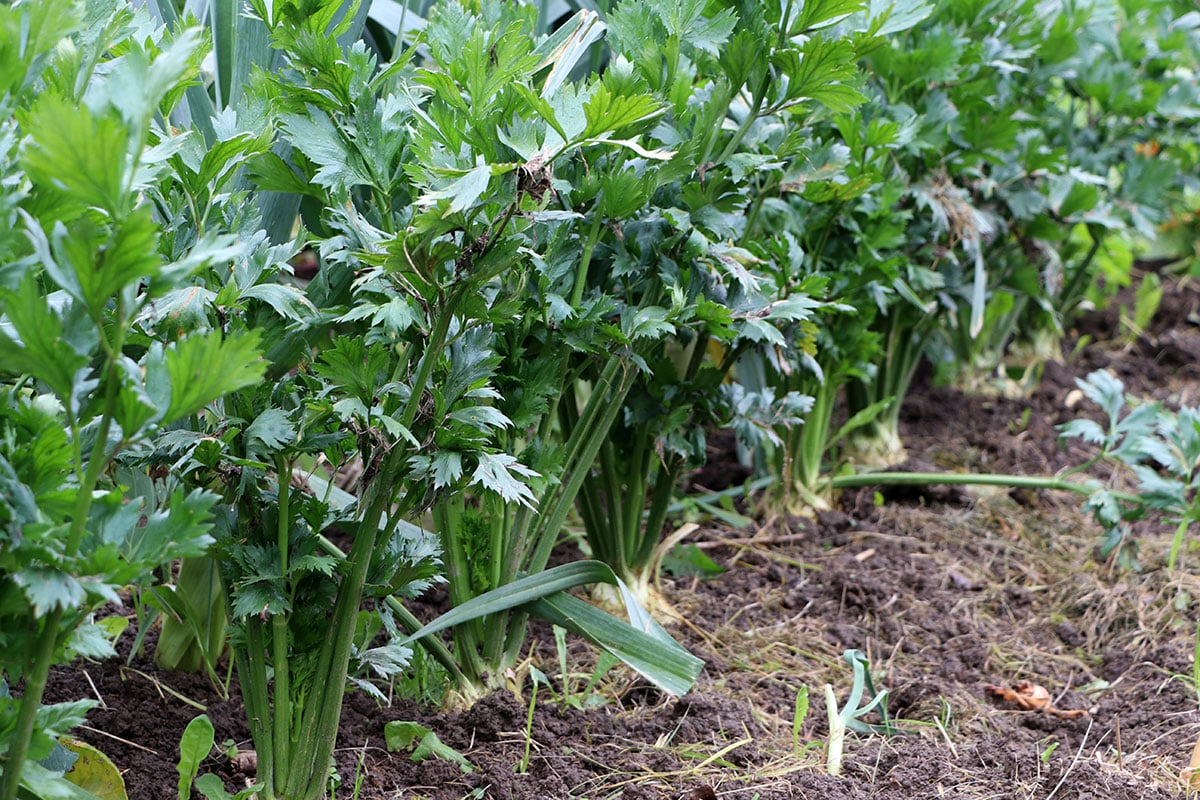 Nachbarn für Zucchini: Sellerie