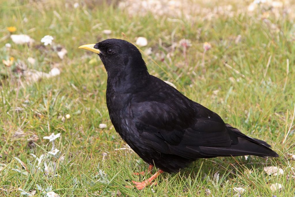 Alpendohle (Pyrrhocorax graculus), schwarzer Vogel mit gelbem Schnabel