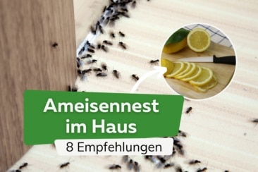 Ameisennest im Haus: was tun? | 8 Empfehlungen