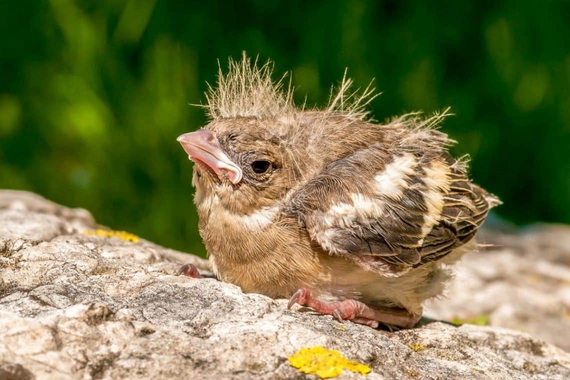 kleiner Amsel-Ästling