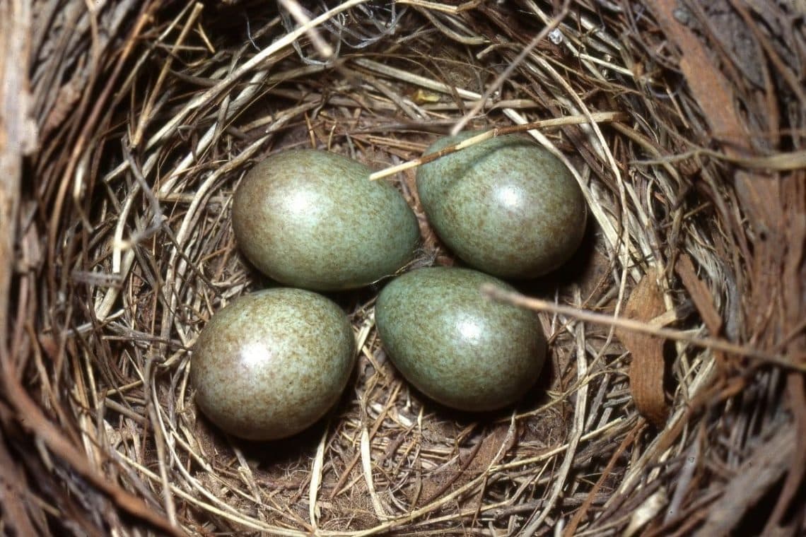 Amseleier sehen von Vogel zu Vogel etwas unterschiedlich aus