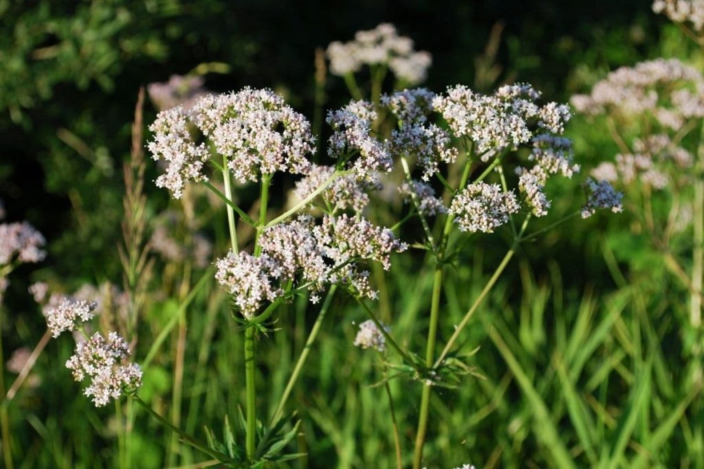 Anis (Pimpinella anisum) gehört zu den Heilkräutern