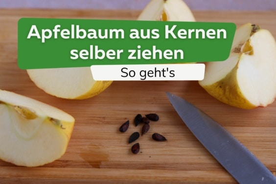 Apfelbaum aus Kernen selber ziehen: so geht's