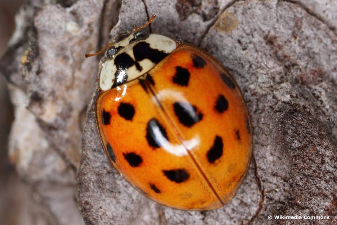 Asiatischer Marienkäfer (Harmonia axyridis)