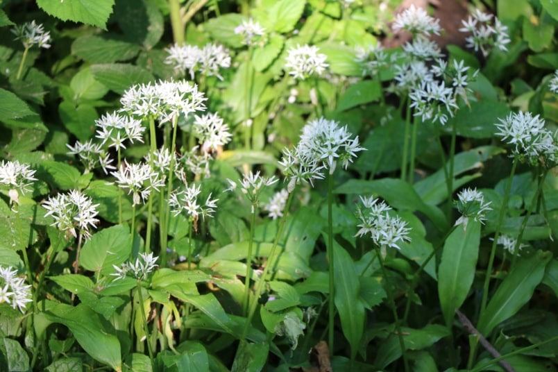 Bärlauch (Allium ursinum) mit Blüten