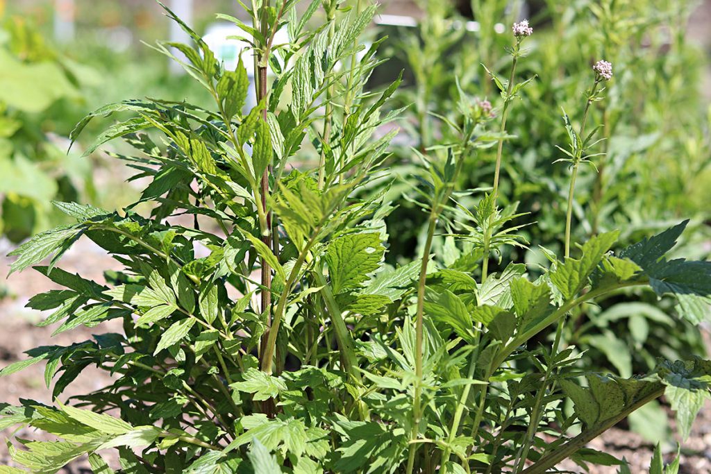 Baldrian (Satureja hortensis) gehört zu den bekanntesten Heilkräutern