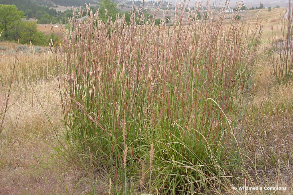 Bartgras 'Präriesommer' (Andropogon gerardii), hochwachsende Gräser