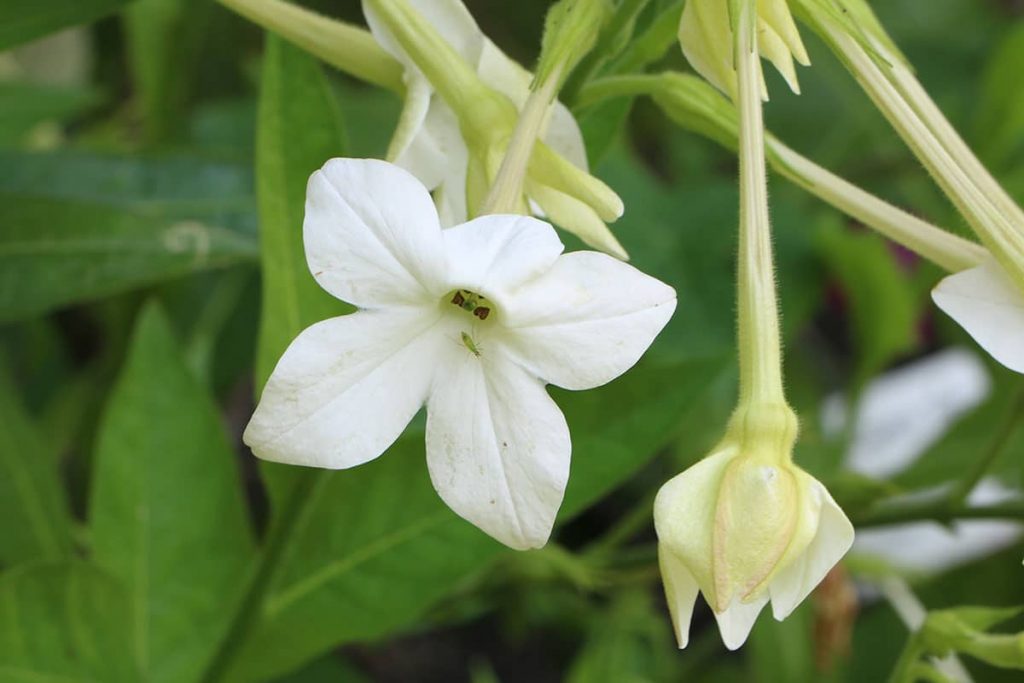 Bauern-Tabak (Nicotiana rustica) psychoaktive Pflanzen