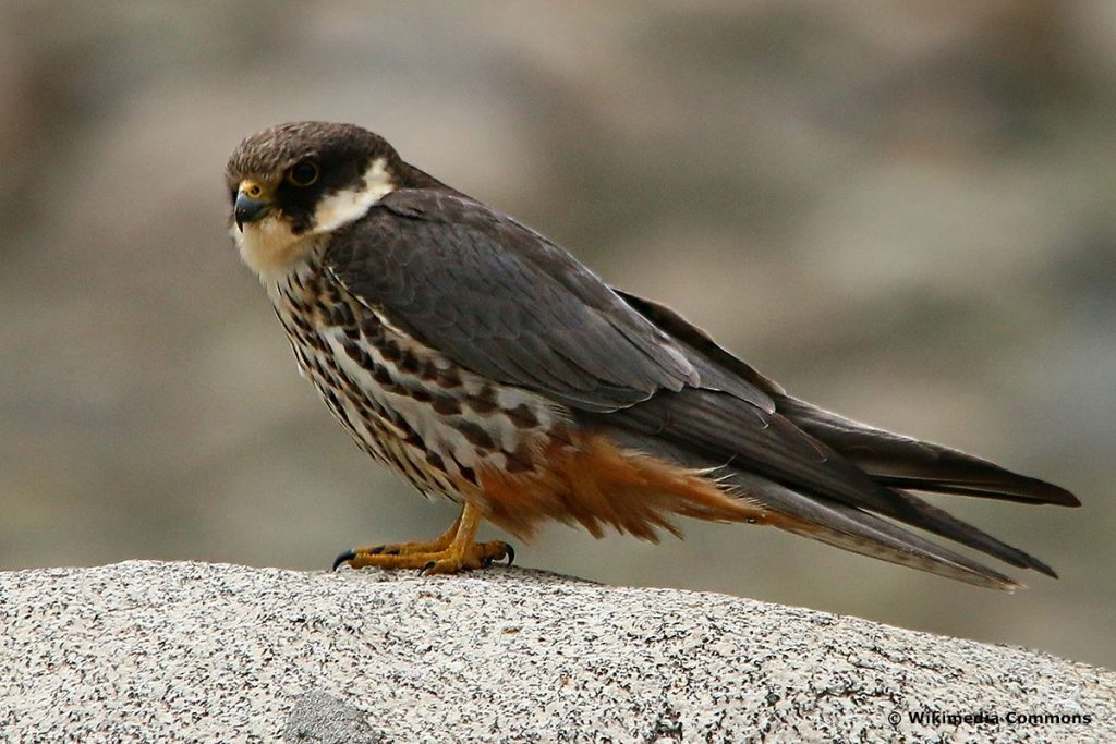 Baumfalke (Falco subbuteo)