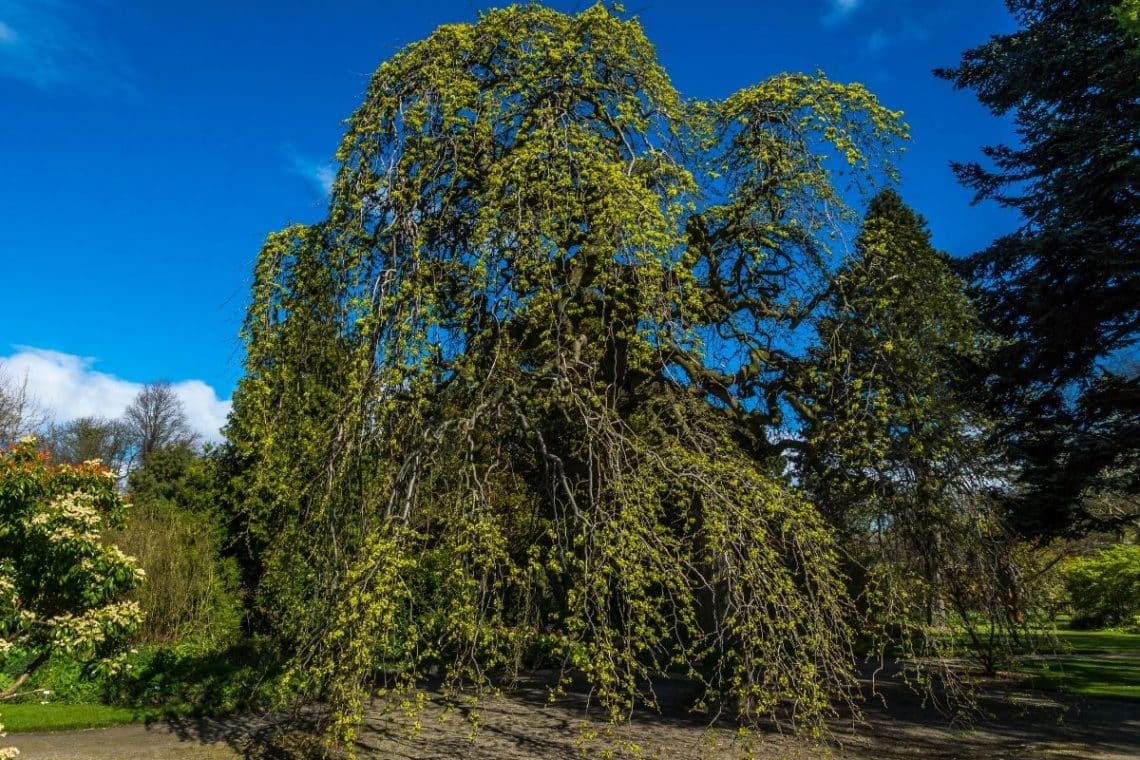 Bergulme (Ulmus glabra)