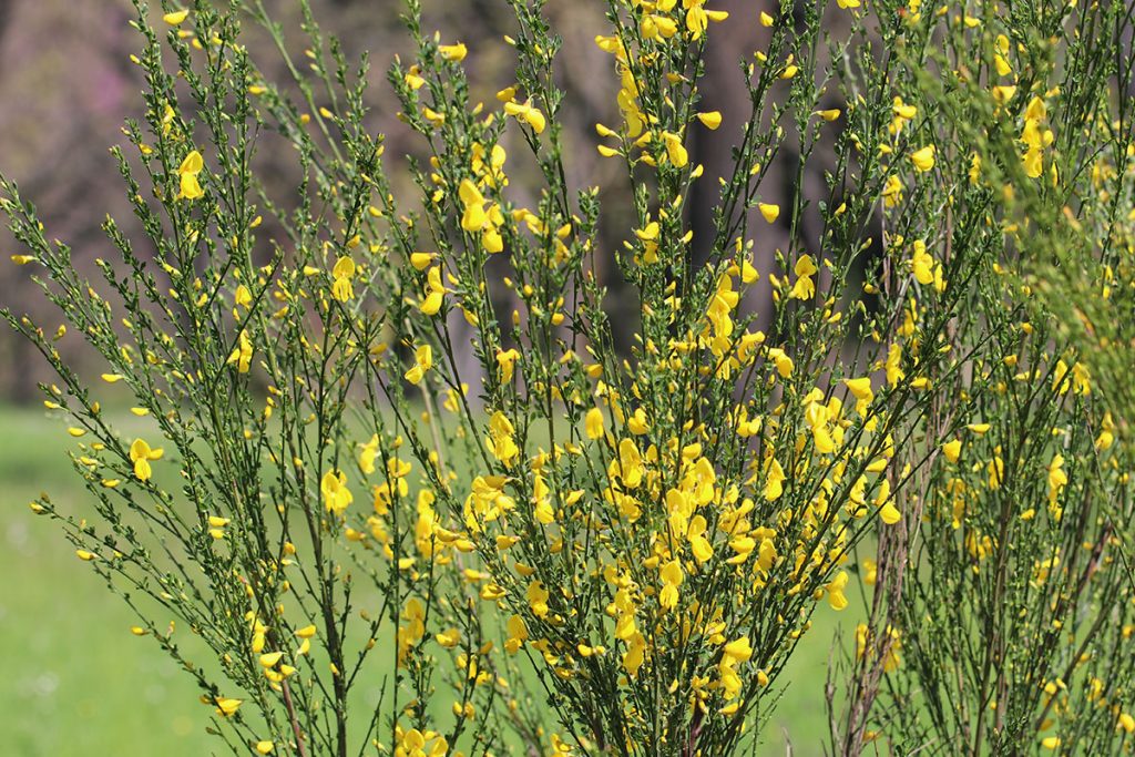 Besenginster - Cytisus scoparius