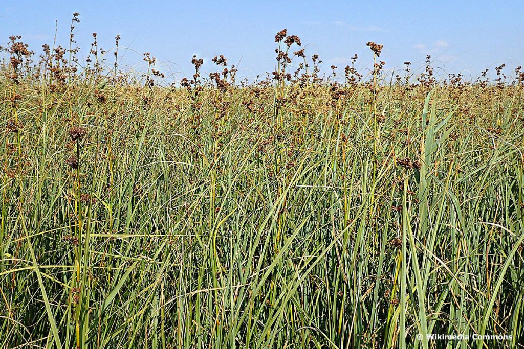 Binsenschneide (Cladium mariscus)