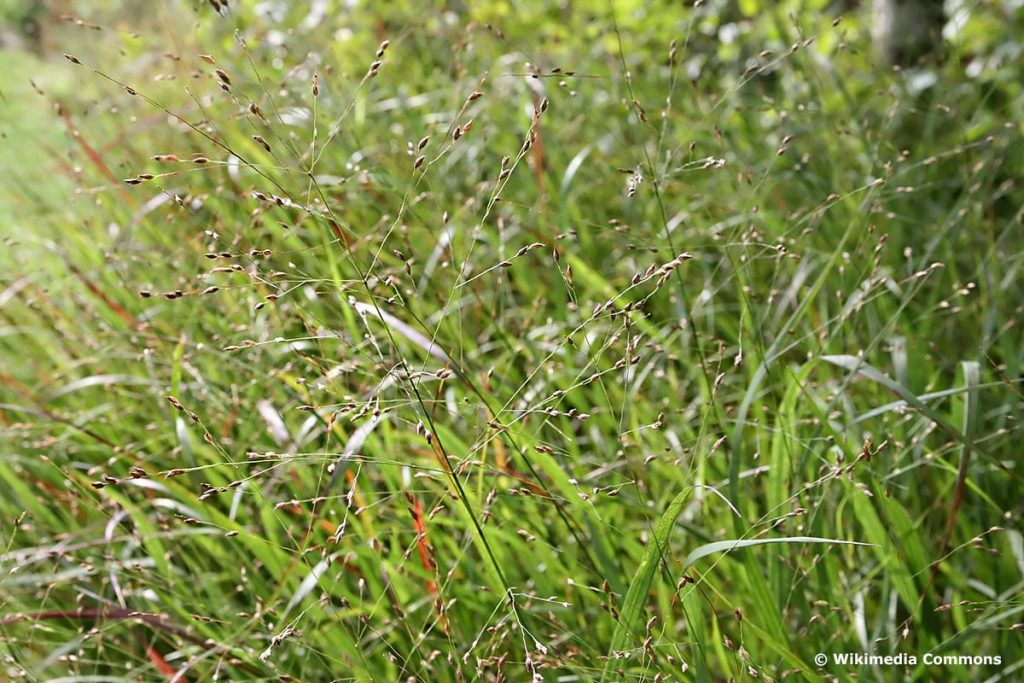 Bläuliche Ruten-Hirse 'Heavy Metal' (Panicum virgatum), hochwachsende Gräser