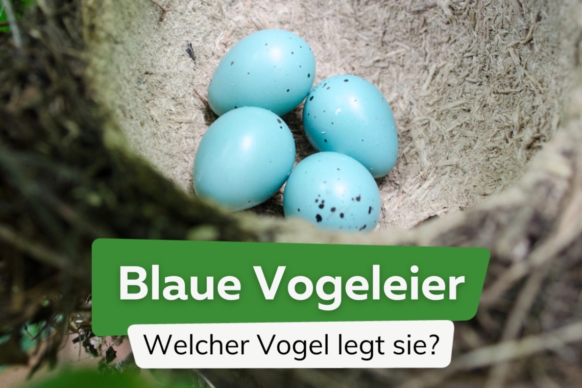 Blaue Vogeleier