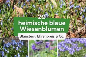 29 heimische blaue Wiesenblumen mit Bild