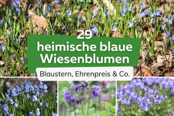 29 heimische blaue Wiesenblumen mit Bild